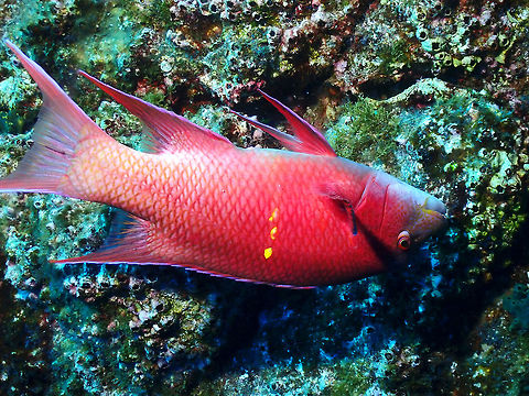 Mexican Hogfish - Bodianus diplotaenia  Bodianus diplotaenia,Fish,Hogfish,Mexican Hogfish,Mexico,Socorro