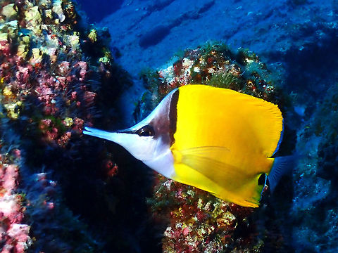 Long-nosed Butterflyfish - Forcipiger flavissimus  Butterflyfish,Fish,Forcipiger flavissimus,Long-nosed Butterflyfish,Mexico,Socorro,Yellow longnose butterflyfish