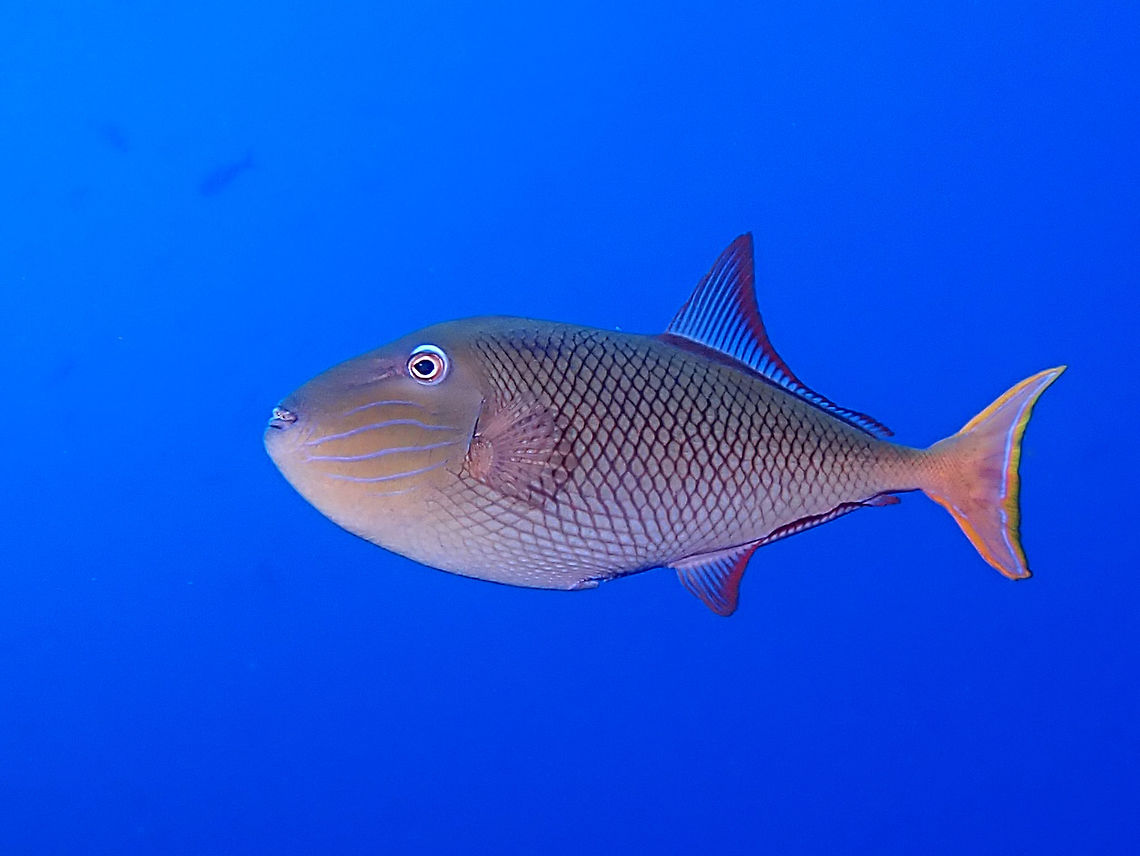 Redtail Triggerfish - Xanthichthys mento  Fish,Mexico,Redtail Triggerfish,Socorro,Triggerfish,Xanthichthys mento