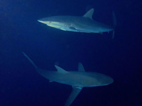 Double Trouble We encountered this Silky Sharks -  Carcharhinus falciformis during night snorkel. 
The Marine Park do not allows night dives but allow divers to swim/snorkel with Silky Sharks at night. 
Some of us were brave enough to swim/snorkel with them, but the Marine Park also do not allows us to use video lights during the swim/snorkel.  So basically, we were relying on the lights from the Boat and if we were to swim more than 10 meters away, it will be totally dark.  However, we were allowed to use strobe/flash when taking pictures of the Sharks.

This Silky Sharks can grow up to 2.5 meters but the ones we saw were mostly around 2 meters and there were easily 10 of them hanging out behind our Boat. They can be very curious and they would sneak up behind you and would even brush against your legs to check you out. Carcharhinus falciformis,Fish,Mexico,Shark,Silky Shark,Socorro