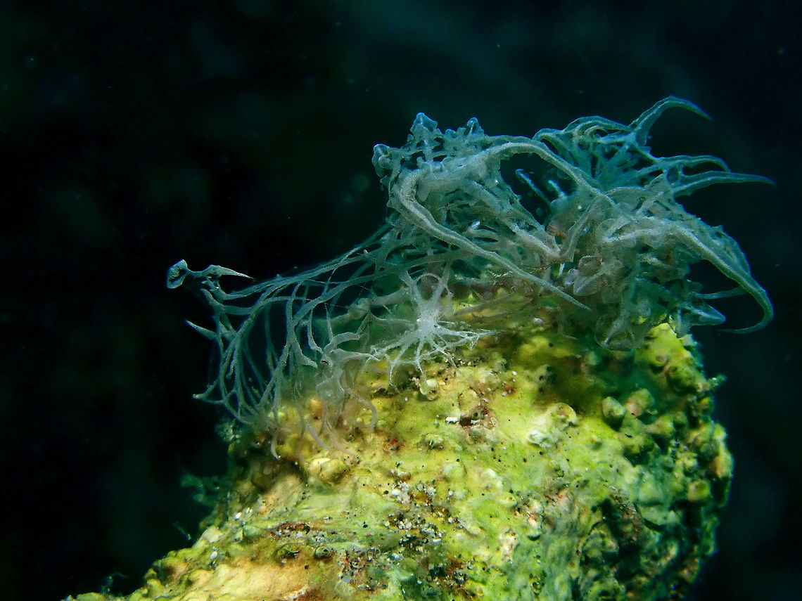 I am the Ghost Nudibranch! This Nudibranch, Melibe colemani is a highly sought after critter among Nudibranch enthusiasts and underwater macro photographers.  It is also rarely seen by chance but at specific locations, it can be reliably seen as this animals tends to stay at one place for a long time on its food source, possibly Xenia corals.<br />
<br />
There are avid underwater photographers who refers to this Nudibranch as the Holygrail of Nudibranch!<br />
<br />
This unbelievable species doesn't even look like an animal, let alone a nudibranch.  One would think it is just a string of snot in the water.  In this picture, the Rhinopores (head side) is to the left.<br />
<br />
In the words of Neville Coleman, the person who first found this species at Mabul Island, Malaysia :<br />
<br />
"..."Of all the creatures I have discovered perhaps the most favorite and most bizarre is Colemans Melibe. Although I have used my name as the common name, it does not necessarily mean that when it is finally described that it will remain as that. However, as it does not have a reference name it will do for the time being.<br />
<br />
I was on a second (nice and easy) dive of the day at the jetty drift at Mabul Island in Malaysia with my very keen dive guide Cindy from SMART DIVERS. The dive is made up of drifting along a coral/soft coral reef slope with lots of crevasses and a few small canyons and gutters, which angled down to a soft bottom at around 15 to 18 metres. As usual we were searching for nudibranchs though most of those found were species relatively common to Mabul.<br />
<br />
I checked my air and noticed I was down a bit, but as it was the end of the dive I just kept skip breathing along as is my habit and searching everything I could, knowing that I had only 12 to 15 minutes of air left.<br />
<br />
There was a brilliant little species of transparent sea squirt with opaque white markings that I was interested in (Banded Ascidian Ecteinascidia bandanensis) and it appeared to live in small clumps of threes in the brown encrusting soft coral Briarium sp.<br />
<br />
Swimming past one large colony of the soft coral I noticed that there was something white sticking out between the polyps that did not appear as though it should be there. It was just a non descript small piece of transparent tissue with some opaque white markings that I assumed was the little sea squirt. However, something seemed different and I breathed out and sank down a little to investigate.<br />
<br />
Once I was looking at the object through my bi-focals I could see it was certainly not a sea squirt. I waved some water over the polyps and some retracted a little and I could see more of the object. My heart went berserk; it appeared to be some kind of soft bodied creature that resembled nothing in my visual vocabulary what so ever. However, it seemed to be half dissolved and for some moments I wondered if it was just decomposing tissue. I tenderly touched all the polyps surrounding the object so as to get a better look. Once it was revealed it began crawling and at that moment I knew it was an extraordinary nudibranch, but what to do? I had only a few minutes of air left and already the guide was signaling time to go up to meet the pickup boat. I signaled to Cindy and showed her what I had found, begged a few more minutes bottom time and went to work with my NIKONOS 111 with 2.8 lens and wire frame.<br />
<br />
The challenge was to get it to actually look like something. Even though I photographed it from every angle, I knew that from a horizontal position the aspect was not descriptive enough, but it appeared to be so fragile that the slightest touch would cause it to disintegrate..."<br />
<br />
Neville Coleman passed away in 2012 only little over a month before the species was named after him.  Anilao,Batangas,Melibe colemani,Nudibranch,Philippines