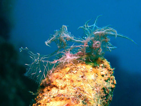 Nudibranch - Melibe colemani This unique Nudibranch - Melibe colemani is almost transparent as can better seen in this picture. Anilao,Batangas,Coleman's Melibe,Melibe colemani,Nudibranch,Philippines