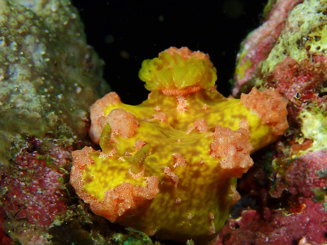 Camouflaged Beauty! This Nudibranch - Miamira moloch was quite large in size, around 9-10 cm.  Despite its bright colours, it was still very well camouflaged among the coral rubbles/substrates.<br />
<br />
Originally described as Cerastoma moloch, but now reclassified under the genus Miamira. Anilao,Batangas,Miamira moloch,Nudibranch,Philippines