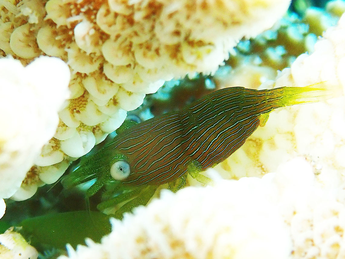 Acropora Commensal Shrimp - Coralliocaris graminea This Acropora Commensal Shrimp - Coralliocaris graminea lives solely in  Acropora hard corals, hence their common name.  They are mostly green in colour, with white/blue lines along the body. Anilao,Batangas,Commensal Shrimp.Shrimp,Coralliocaris graminea,Green Acropora Commensal Shrimp