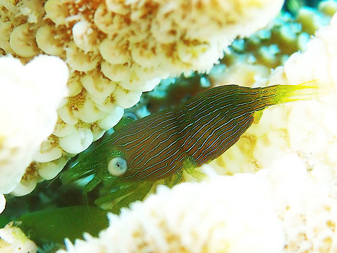 Green Acropora Commensal Shrimp