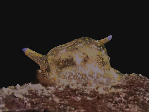 Gastropteron bicornutum