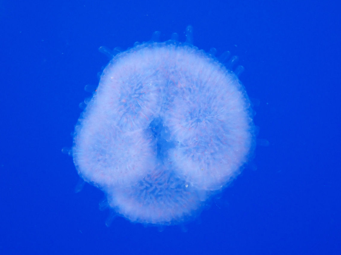 Tunicates - Pyrosoma atlanticum This Pyrosoma atlanticum looks like a blotch of pinkish stuff but are a colony of tunicates. Mexico,Pyrosoma atlanticum,Socorro,Tunicates