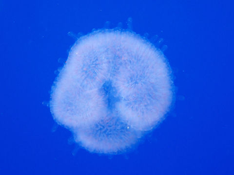 Tunicates - Pyrosoma atlanticum This Pyrosoma atlanticum looks like a blotch of pinkish stuff but are a colony of tunicates. Mexico,Pyrosoma atlanticum,Socorro,Tunicates