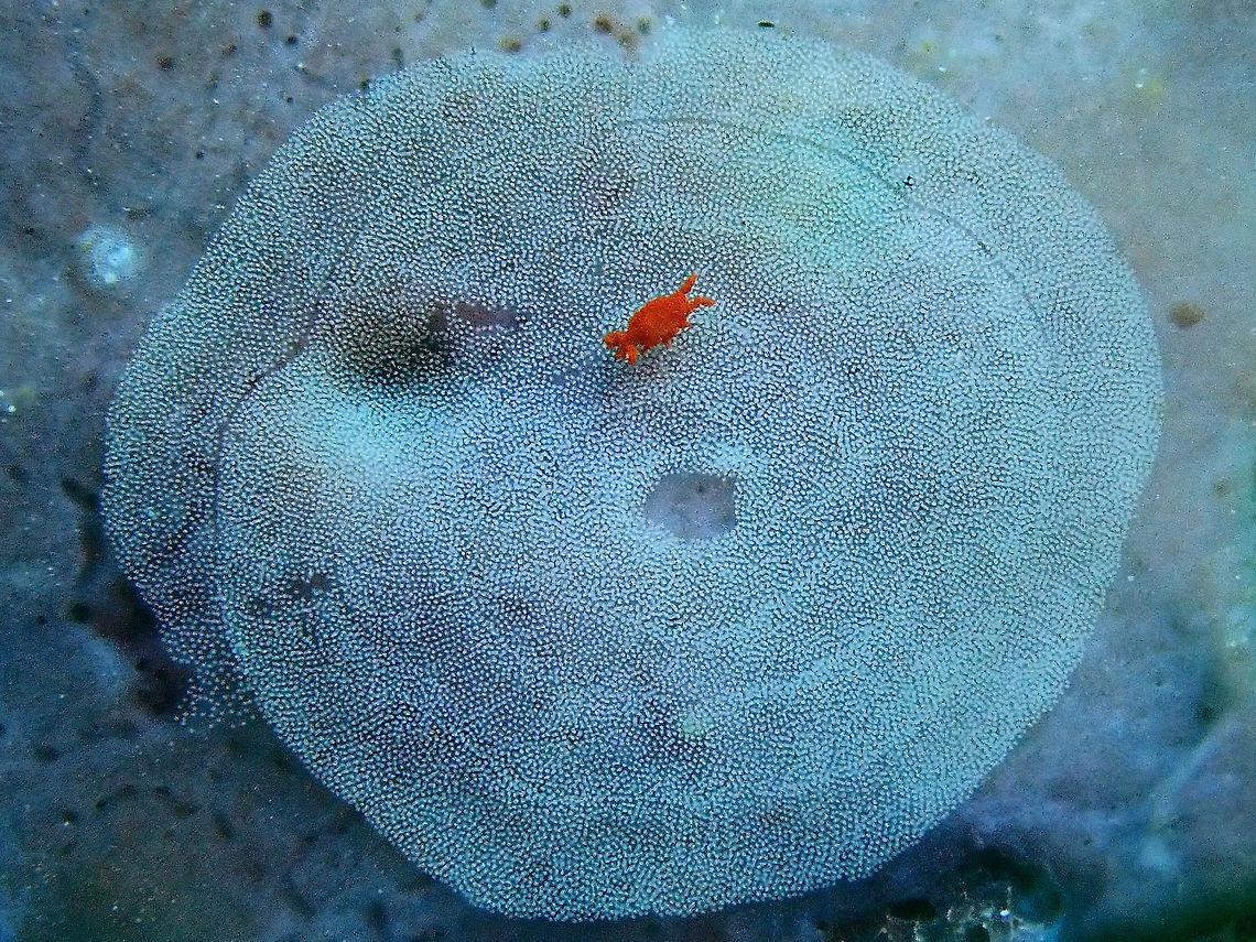 All the Eggs to Myself! The single Orange coloured organism is a Sponge Isopod- Santia sp.  It is about 2-3 mm in size.<br />
The white mass is the eggs of Nudibranch, not sure of what genus/species.<br />
Not sure if the Sponge Isopod is feeding on the eggs of Nudibranch. Anilao,Batangas,Isopod,Philippines,Santia,Santia sp,Sponge Isopod