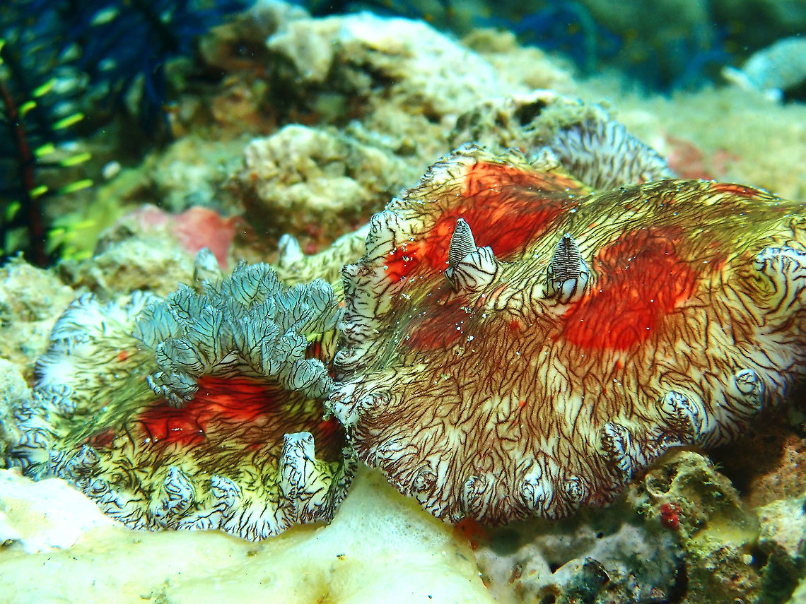 Bloody Couple! Platydoris cruenta, also known as Bloody Platydoris for their colouration.<br />
Picture shows a pair/couple busy mating :D<br />
The left one showing from behind are the gills and the right one showing the front, the pair of Rhinopores. Anilao,Batangas,Bloody Platydoris,Nudibranch,Philippines,Platydoris cruenta