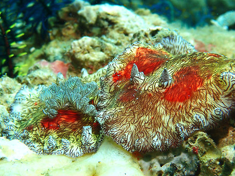 Bloody Couple! Platydoris cruenta, also known as Bloody Platydoris for their colouration.
Picture shows a pair/couple busy mating :D
The left one showing from behind are the gills and the right one showing the front, the pair of Rhinopores. Anilao,Batangas,Bloody Platydoris,Nudibranch,Philippines,Platydoris cruenta