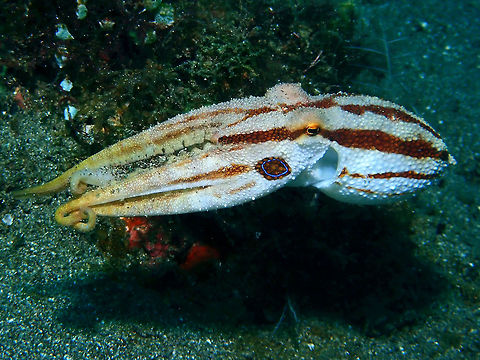 On the move When the Ocellated Blue-Ringed Octopus - Amphioctopus mototi is on the move or swimming, they will show lighter colours with brown stripes and also flashing the blue rings on either side of its face. Amphioctopus mototi,Anilao,Batangas,Mototi,Ocelatted Blue-ringed Octopus,Octopus,Philippines