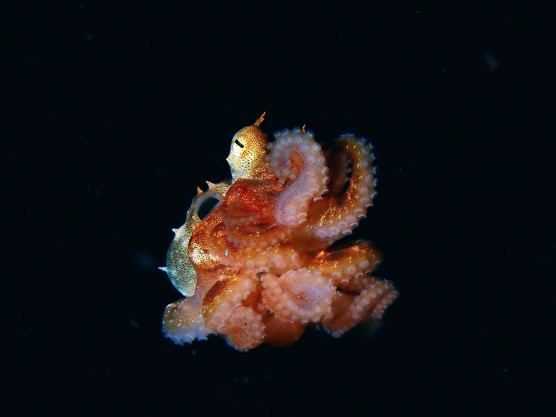 In Black Waters A juvenile Octopus, possibly Octopus laqueus (not definitely certain with the ID) seen during a night dive in the black water column.  Its body size is around 2 cm.  Embryos hatch into planktonic stage and live for some time before they grow larger and take up a benthic existence as adults. Anilao,Batangas,Octopus,Octopus laqueus,Philippines