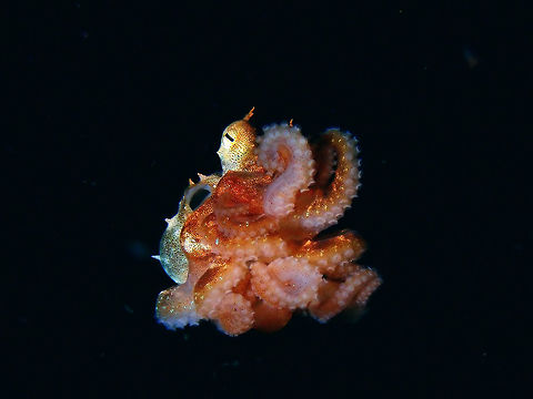 In Black Waters A juvenile Octopus, possibly Octopus laqueus (not definitely certain with the ID) seen during a night dive in the black water column.  Its body size is around 2 cm.  Embryos hatch into planktonic stage and live for some time before they grow larger and take up a benthic existence as adults. Anilao,Batangas,Octopus,Octopus laqueus,Philippines