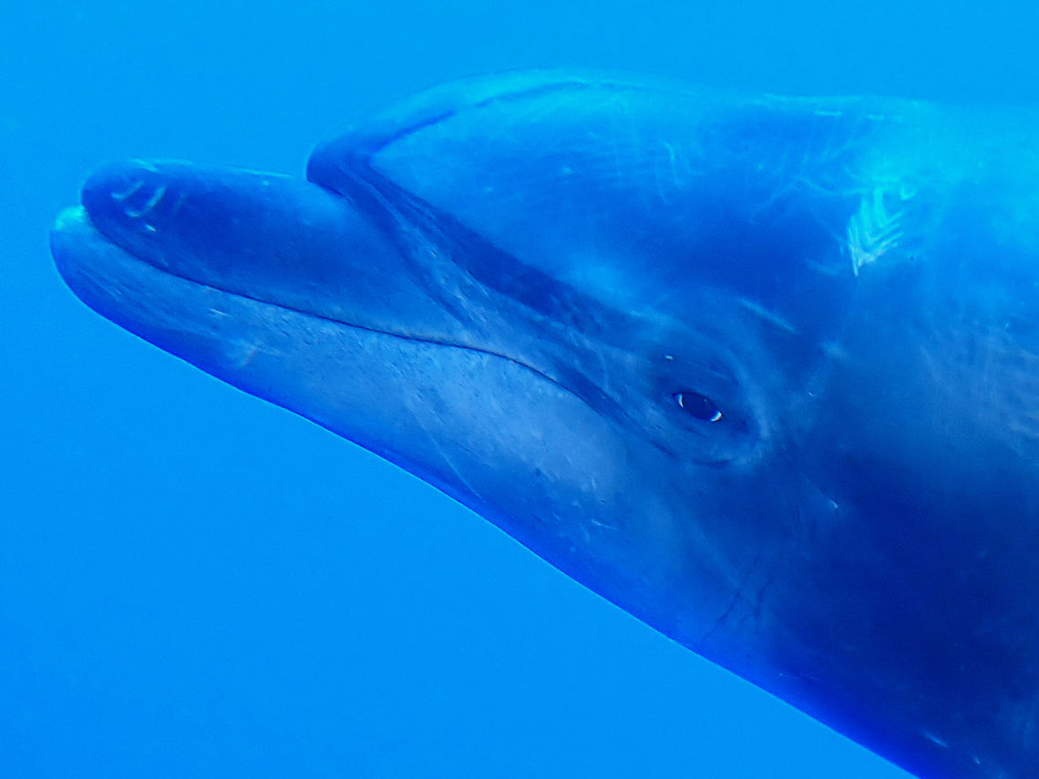 Looking at you Friendly Common Bottlenose Dolphin - Tursiops truncatus of Socorro Island are super friendly. They will sneaks up behind you, swims besides you or hover just below you inviting you to &#039;sink&#039; deeper with them! And if they likes you, you can even tickle their chin or kiss them! lol Bottlenose Dolphin,Common Bottlenose Dolphin,Dolphin,Mexico,Socorro,Tursiops truncatus