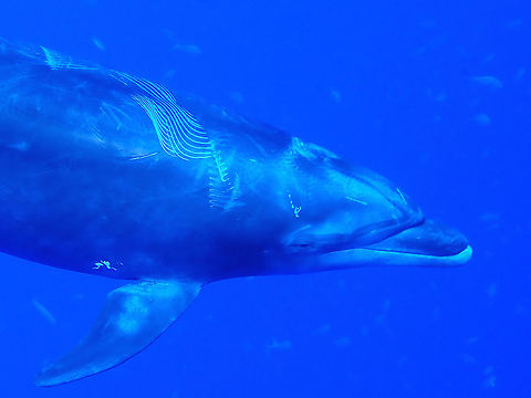 Special Markings This particular Bottlenose Dolphin has distinctive markings on its back and say to identify.  It is probably the Pod Leader as it will usually be the one to approach and come close to divers before the others will approach.       Bottlenose Dolphin,Common Bottlenose Dolphin,Dolphin,Mexico,Socorro,Tursiops truncatus