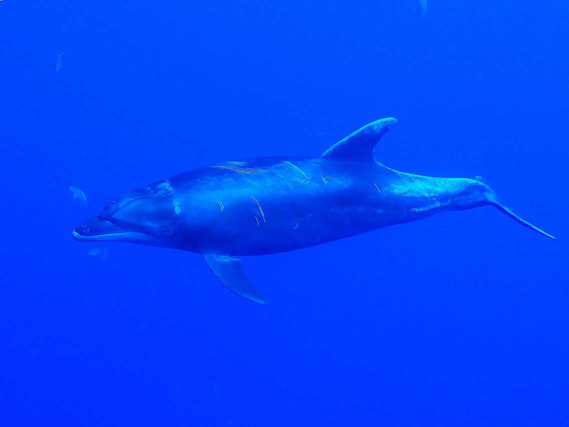 Common Bottlenose Dolphin - Tursiops truncatus  Bottlenose Dolphin,Common Bottlenose Dolphin,Dolphin,Mexico,Socorro,Tursiops truncatus