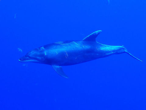 Common Bottlenose Dolphin - Tursiops truncatus  Bottlenose Dolphin,Common Bottlenose Dolphin,Dolphin,Mexico,Socorro,Tursiops truncatus