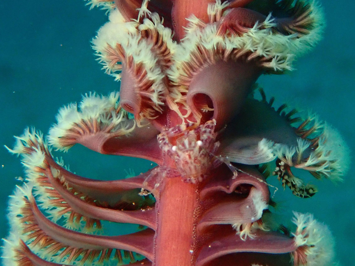 Four-Lobed Porcelain Crab - Lissoporcellana quadrilobata This Four-Lobed Porcelain Crab - Lissoporcellana quadrilobata is small in size, usually around 1 cm.<br />
They are more likely to be found on Sea Pens and usually hiding between 'branches' of Sea Pens. Anilao,Batangas,Crab,Four-Lobed Porcelain Crab,Lissoporcellana quadrilobata,Philippines,Porcelain Crab