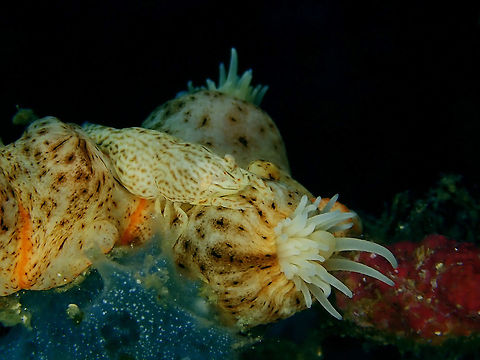 Leopard Shrimp - Izucaris masudai Leopard Shrimp - Izucaris masudai well camouflage on its Colonial Sea Anemone host. Anilao,Batangas,Izucaris masudai,Leopard Shrimp,Philippines,Shrimp