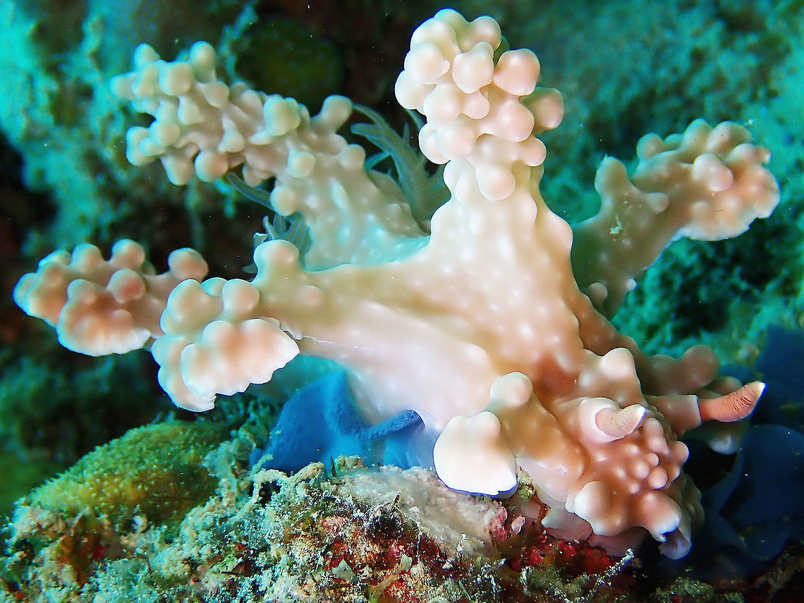 Laying Eggs I have always wondered, which part of the Nudibranch does the eggs come out from.  With this sighting, I got the answers :)<br />
<br />
Nudibranch lays eggs in circular ribbons, glued on substrate.  The colour of the eggs depends on the species, usually white but can be colourful, just like the Nudibranch itself.  In this case, the ribbon is blue in colour, coming out from next of its genitalia, which is located towards the front of its right side. Anilao,Batangas,Miamira alleni,Nudibranch,Philippines