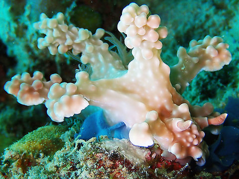 Laying Eggs I have always wondered, which part of the Nudibranch does the eggs come out from.  With this sighting, I got the answers :)

Nudibranch lays eggs in circular ribbons, glued on substrate.  The colour of the eggs depends on the species, usually white but can be colourful, just like the Nudibranch itself.  In this case, the ribbon is blue in colour, coming out from next of its genitalia, which is located towards the front of its right side. Anilao,Batangas,Miamira alleni,Nudibranch,Philippines