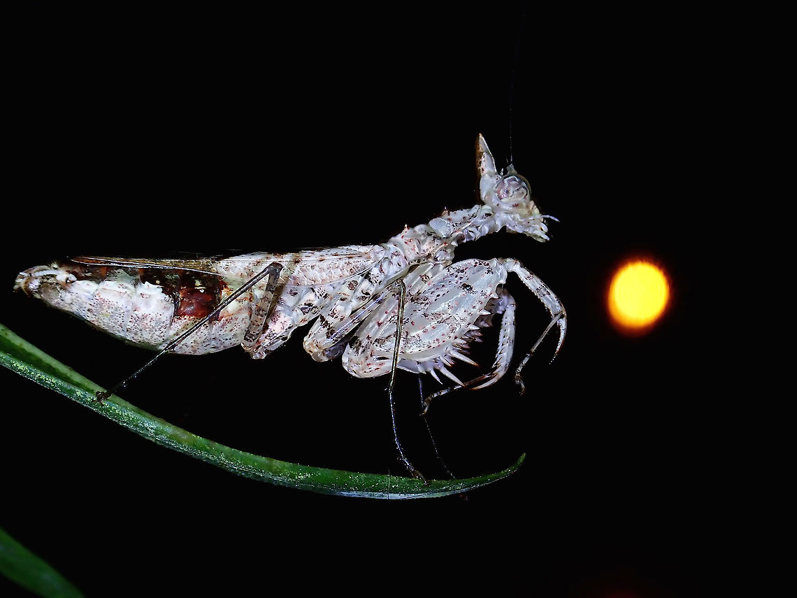 Praying to the Moon! A very small sized Praying Mantis (Ceratomantis cf gigliotosi), this female is just around 2.5 cm/1 inch in size. <br />
She has a &#039;horn&#039; like appendage on her head.<br />
<br />
There are 5 known species under the genus Ceratomantis and the key feature of the genus is the horn-like appendage on their head.<br />
<br />
Am not definitely certain of the species, but was told that the closest ID is Ceratomantis gigliotosi which was recorded from western part of Borneo island. Brunei,Ceratomantis,Ceratomantis gigliotosi,Ceratomantis sp,Mantis,Prayng Mantis