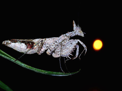 Praying to the Moon! A very small sized Praying Mantis (Ceratomantis cf gigliotosi), this female is just around 2.5 cm/1 inch in size. 
She has a 'horn' like appendage on her head.

There are 5 known species under the genus Ceratomantis and the key feature of the genus is the horn-like appendage on their head.

Am not definitely certain of the species, but was told that the closest ID is Ceratomantis gigliotosi which was recorded from western part of Borneo island. Brunei,Ceratomantis,Ceratomantis gigliotosi,Ceratomantis sp,Mantis,Prayng Mantis