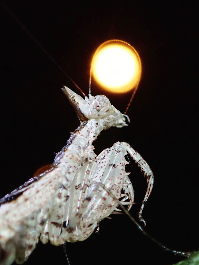Catching the Moon! A female Praying Mantis (Ceratomantis cf gigliotosi) cleaning her antennae. Brunei,Ceratomantis,Ceratomantis gigliotosi,Ceratomantis sp,Mantis,Praying Mantis