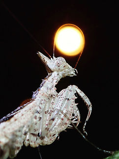 Catching the Moon! A female Praying Mantis (Ceratomantis cf gigliotosi) cleaning her antennae. Brunei,Ceratomantis,Ceratomantis gigliotosi,Ceratomantis sp,Mantis,Praying Mantis