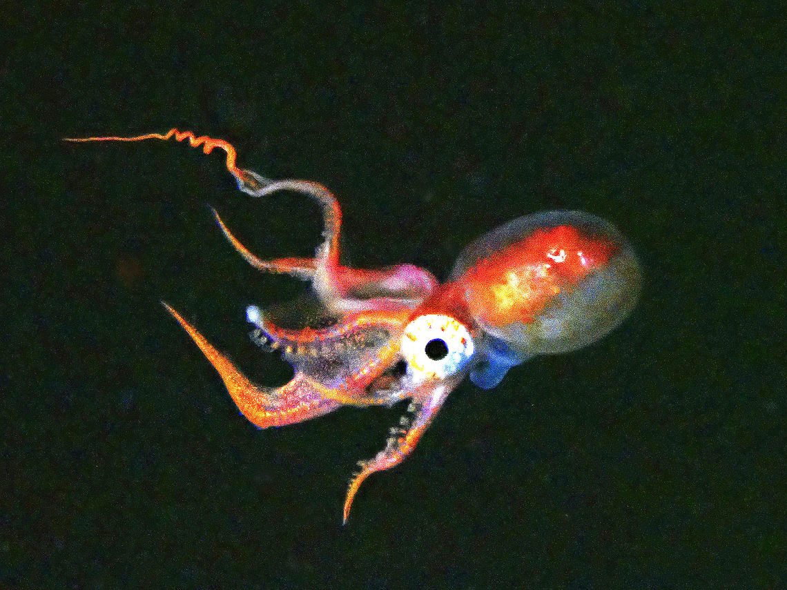 Blanket Octopus -  Tremoctopus violaceus Not definitely sure of the ID but several sightings of Blanket Octopus during Black Water Dives in Anilao have identified them to be Common Blanket Octopus Tremoctopus violaceus.  The picture shows a juvenile female, body size around 1.5 cm, tentacles are much longer.  The degree of sexual dimorphism in Blanket Octopus is very high, with females growing up to two meters in length, whereas males, grow to about 2.4 cm. This one seen last night has a body size of around 1.5 cm.<br />
<br />
There have been several sightings of huge size (1-2 meters) female Blanket Octopus in Anilao and they are super impressive.  Check out this video footage of a female from Romblon Island, Philippines :<br />
<br />
<section class="video"><iframe width="448" height="282" src="https://www.youtube-nocookie.com/embed/MJS2oYvi9CI?hd=1&autoplay=0&rel=0" frameborder="0" allowfullscreen></iframe></section><br />
<br />
Hope to see one like this in the near future. Anilao,Batangas,Common Blanket Octopus,Octopus,Philippines,Tremoctopus violaceus