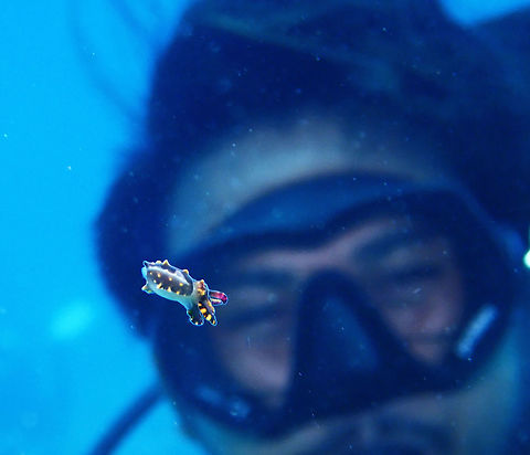 Photo Bomber We were fortunate to observed the birth/hatching of this Flamboyant Cuttlefish - Metasepia pfefferi.
The eggs were glued inside a sea shell.  After hatching, it rested on the shell for a while, before swimming/floating to the water column.

I didn't get to capture the moment of birth/hatching on this particular encounter, however, 2 days later, when we were doing a night dive at the same dive site, the dive guide found another batch of eggs, 3 of them and I can see the embryos were well developed and already swimming inside the eggs.  We waited patiently for the hatching and eventually, I was able to capture the moment in video.  Check out the video here :

https://www.facebook.com/askkang/videos/vb.793127490/10157356931912491/?type=3
 Cebu,Cuttlefish,Flamboyant Cuttlefish,Malapascua,Metasepia pfefferi,Philippines