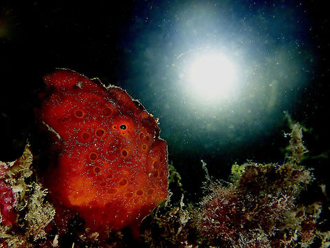 Frogfish & Full Moon Picture of Painted Frogfish - Antennarius pictus taken on a night dive during full moon :D Antennarius pictus,Cebu,Frogfish,Malapascua,Painted Frogfish,Philippines