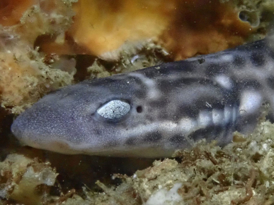 Marbled/Coral Catshark - Atelomycterus marmoratus Always love to see this Marbled/Coral Catshark - Atelomycterus marmoratus when I go to Malapascua Island.<br />
They are small sized Sharks, up to 0.7 meters in body length as adults. They are oviparous; females lay purse-shaped egg capsules two at a time on the bottom. The eggs takes 4-6 months to hatch.<br />
<br />
The local guides likes to joke and call it Meow-Meow Shark (as in Catshark) and its quite ironic that we often sees it at Gato Island, which also means Cat Island (in Spanish) :D Atelomycterus marmoratus,Cebu,Coral Catshark,Malapascua,Philippines,Shark