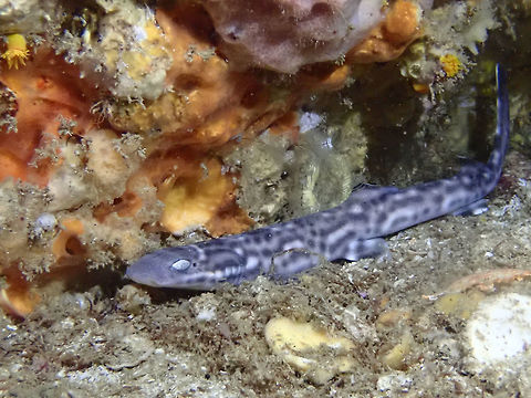 Marbled/Coral Catshark -  Atelomycterus marmoratus This Marbled/Coral Catshark -  Atelomycterus marmoratus are only active during night time.  During day time, they are mostly resting/hiding under rocks and crevices.  This one was seen inside the tunnel under Gato Island, which is completely dark.  I seldom see the whole animal out in the open, so it was nice to be able to get a photo of it like this on this occasion.  Atelomycterus marmoratus,Catshark,Coral Catshark,Fish,Malapascua,Philippines,Shark