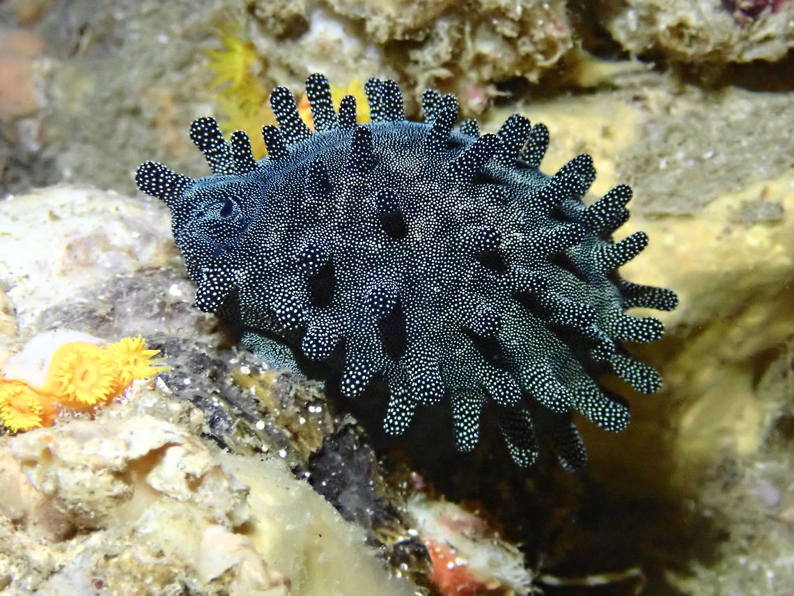 Chocolate Banded Cowry - Talparia talpa Chocolate Banded Cowry - Talparia talpa with its mantel fully out thereby covering the shell. Cebu,Chocolate Banded Cowry,Cowry,Malapascua,Philippines,Sea Shell,Sea Snail,Talparia talpa