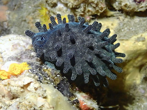 Chocolate Banded Cowry - Talparia talpa Chocolate Banded Cowry - Talparia talpa with its mantel fully out thereby covering the shell. Cebu,Chocolate Banded Cowry,Cowry,Malapascua,Philippines,Sea Shell,Sea Snail,Talparia talpa