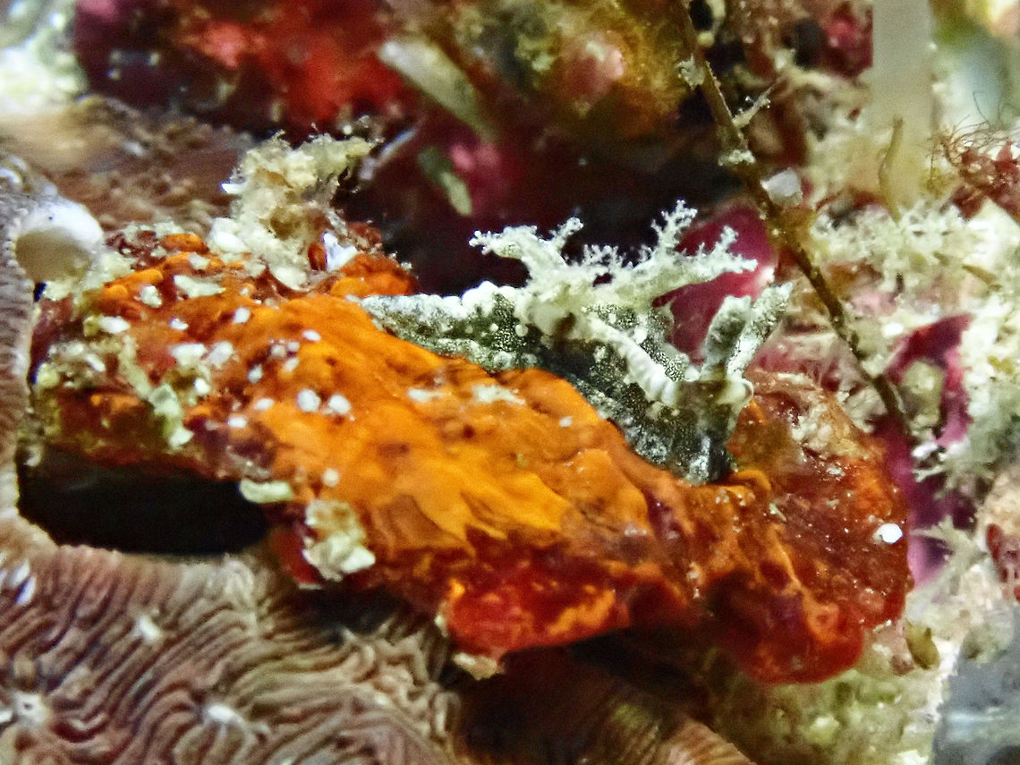 Nudibranch - Goniodoris joubini This Nudibranch - Goniodoris joubini is small in size, around 1 cm in size. Cebu,Goniodoris joubini,Malapascua,Nudibranch,Philippines
