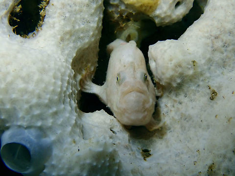 Freckled Frogfish - Antennarius coccineus Small sized Frogfish, this Freckled Frogfish - Antennarius coccineus took on the colours of the white sponge it was hanging out on. Antennarius coccineus,Cebu,Fish,Freckled Frogfish,Frogfish,Malapascua,Philippines