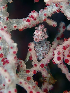 I'm Cute and I Know It :D This well camouflaged Pygmy Seahorse - Hippocampus bargibanti can be very cute especially if they have bulging tummy :D Bargibanti Pygmy Seahorse,Cebu,Hippocampus bargibanti,Malapascua,Philippines,Pygmy Seahorse,Seahorse