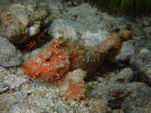 Velvet Fish - Paraploactis kagoshimensis The known Velvet Fish - Paraploactis kagoshimensis are reported to be be dark brown to blackish in colour.
This is likely the same species but of a rarer colour form - orange. Cebu,Fish,Malapascua,Malaysia,Paraploactis kagoshimensis,Velvet Fish