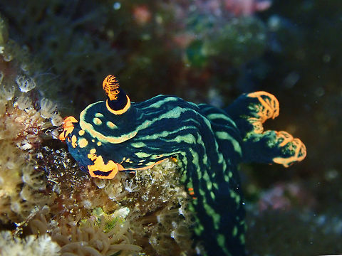 The Unicorn Nudibranch This Nudibranch has an anomaly with only one Rhinopore.  In normal circumstances, Nudibranch has 2 Rhinopores. Cebu,Malapascua,Nembrotha kubaryana,Nudibranch,Philippines,Variable Neon Slug