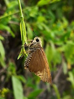 Brown Awl - Badamia exclamationis  Badamia exclamationis,Brown Awl,Cebu,Malapascua,Moth,Philippines