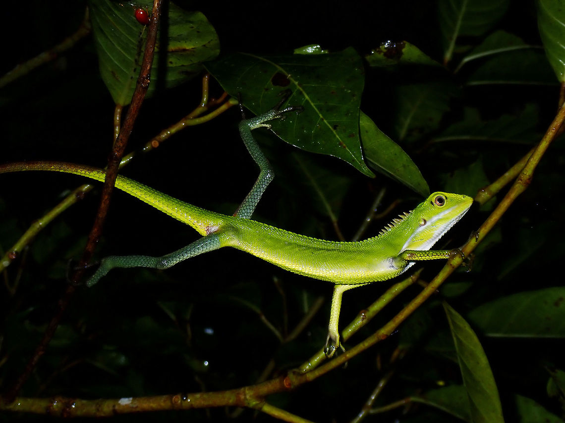 Maned Forest Lizard - Bronchocela jubata A widespread species and probably common in some areas, but this was my first time to encounter this Maned Forest Lizard - Bronchocela jubata in Philippines. Bronchocela jubata,Forest Lizard,Lizard,Maned Forest Lizard,Philippines,Quezon