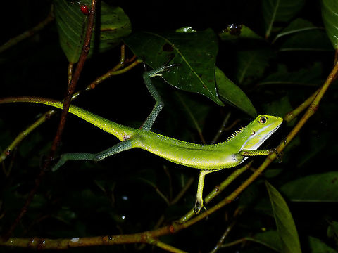 Maned Forest Lizard - Bronchocela jubata A widespread species and probably common in some areas, but this was my first time to encounter this Maned Forest Lizard - Bronchocela jubata in Philippines. Bronchocela jubata,Forest Lizard,Lizard,Maned Forest Lizard,Philippines,Quezon