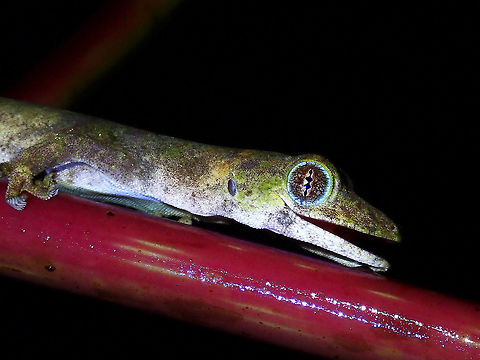 Blue Eyes This particular False Gekko - Pseudogekko compresicorpus has blue colour on the edge of its eyes. False Gekko,Gekko,Philippine False Gekko,Philippines,Pseudogekko compresicorpus,Quezon