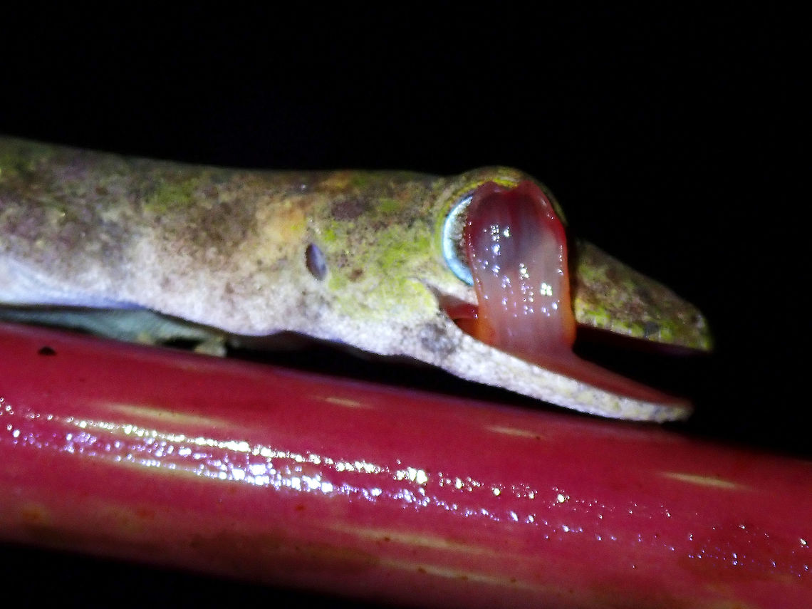 Eye Licking Good Gekko and False Gekko does not has eye-lid and they have to use their tongue to clean their eyes, as captured in this picture. False Gekko,Gekko,Philippine False Gekko,Philippines,Pseudogekko compresicorpus,Quezon