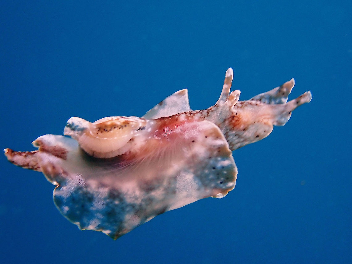 Swimming Sea Hare A small sized Sea Hare of around 5 cm in size.  It is from the genus Aplysia, most likely a yet to be described species.<br />
It was seen at the sea surface at the end of a dive among Sargassum seaweeds, and it was swimming from cluster of the seaweeds to another. Aplysia,Aplysia reticulata,Aplysia sp,Mabul,Malaysia,Sabah,Sea Hare