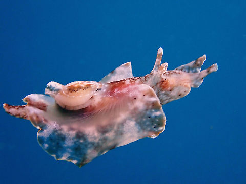 Aplysia reticulata