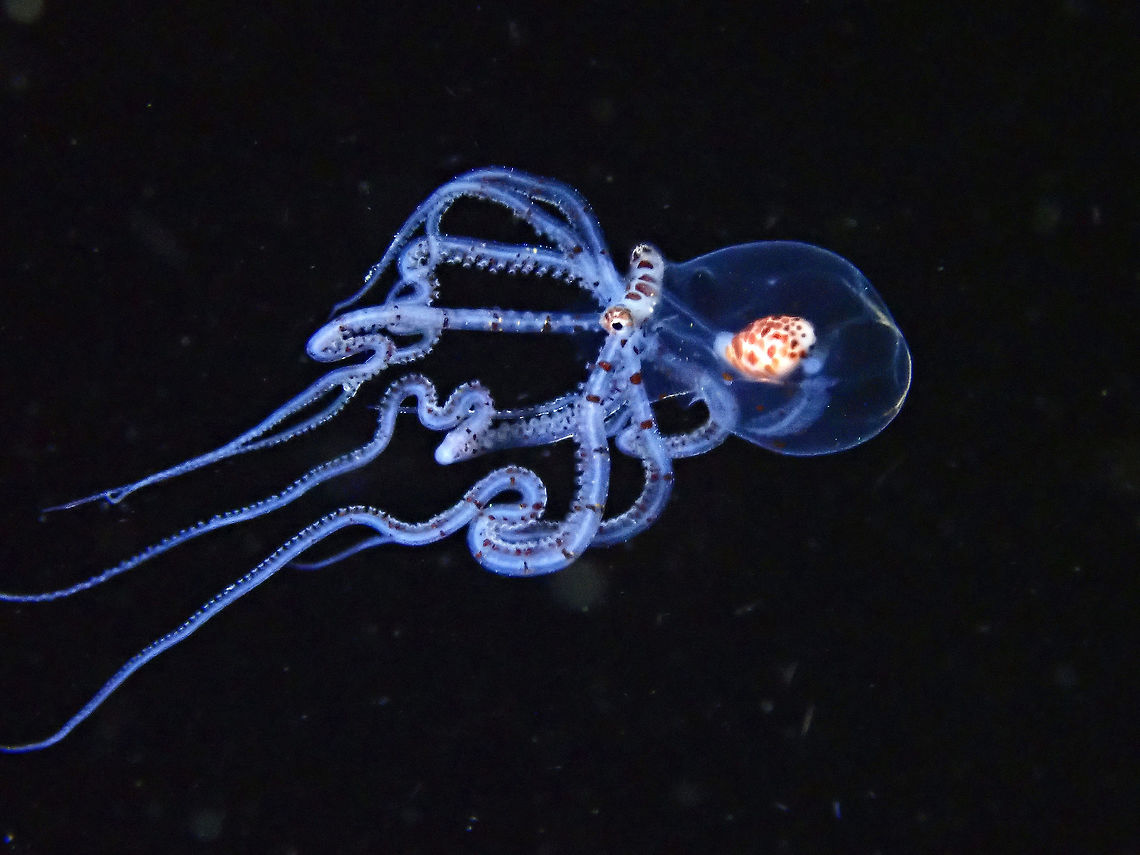 Juvenile Wonderpus This is a juvenile Wonderpus - Wunderpus photogenicus seen during a Black Water dive.  During this pelagic phase, they have a translucent to transparent body with bands of browns on their tentacles.  This one has a body size of around 1 cm.  At night time, they come out to hunt in the water column among small fishes and planktons.  It is a very popular subject among Underwater Macro Photographers.<br />
<br />
 Anilao,Batangas,Octopus,Philippines,Wonderpus,Wunderpus,Wunderpus photogenicus